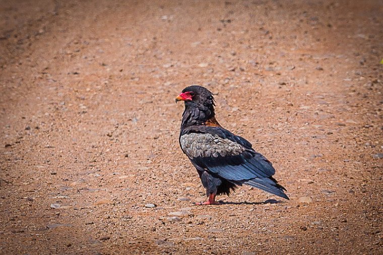 120 Zambia, South Luangwa NP, bateleur.jpg